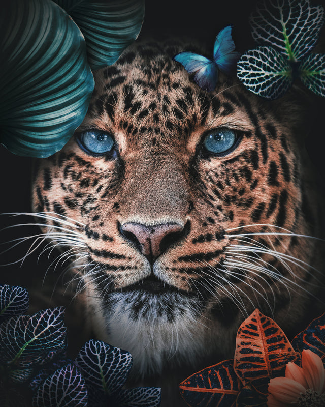 Leopard schaut aus dem Dschungel